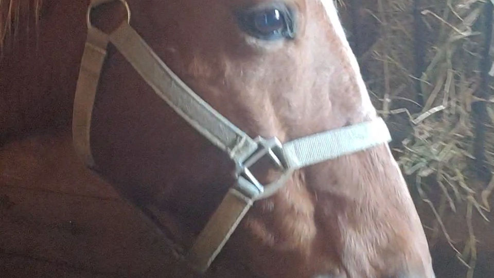 Denver eating low NCS hay.